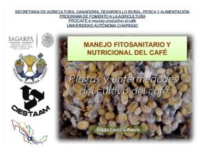 9. Plagas y Enfermedades Del Cultivo Del Café