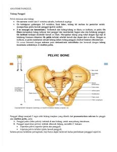 anatomi panggul.docx