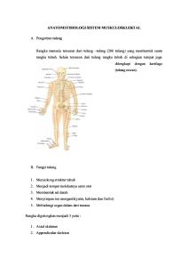 Anatomi Sistem Skeletal