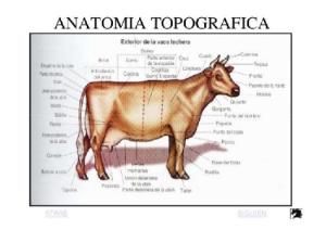 anatomia-de-bovino