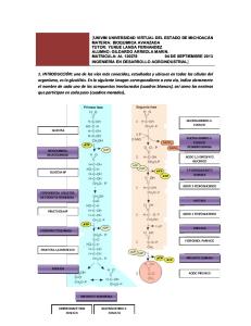 ArreolaG_Practica de Metabolismo de Carbohidrato Para El Foro