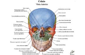 Atlas de Anatomia Humana - Netter (português).pdf