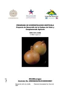 Cultivo de cebolla