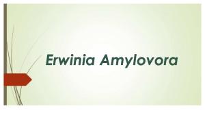 Erwinia Amylovora