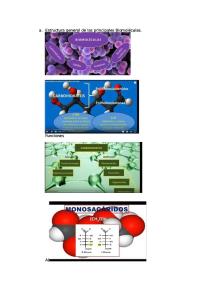 Estructura General de Las Principales Biomoléculas