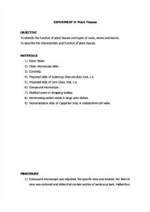 Lab Report Plant Tissues