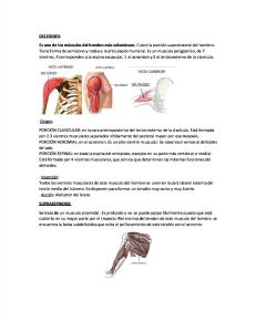Musculos Del Hombro Origen e Insercion